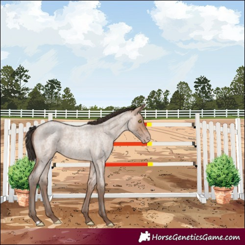 Horse Color:Sable Champagne Roan 