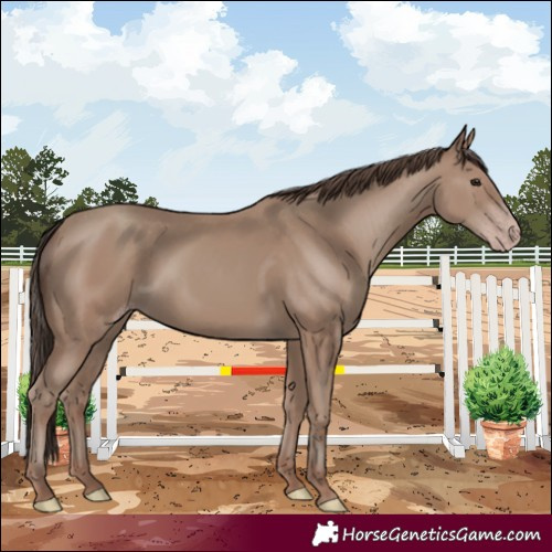 Horse Color:Classic Champagne