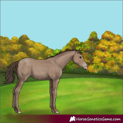 Horse Color:Classic Champagne 