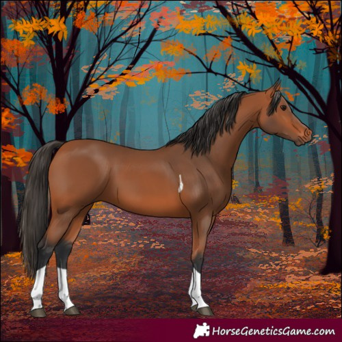 Horse Color:Bay Tobiano
