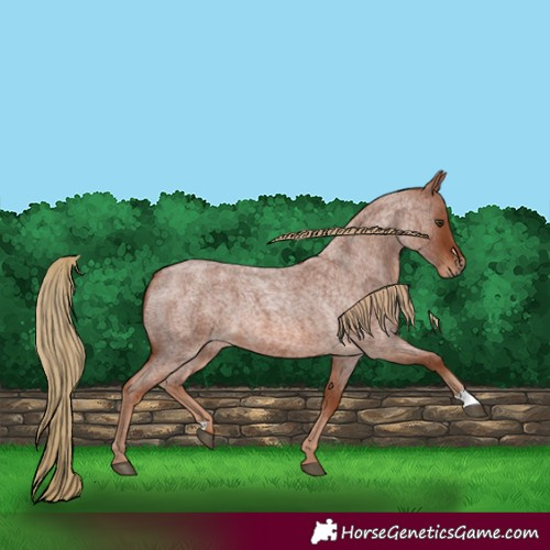 Horse Color:Red Roan