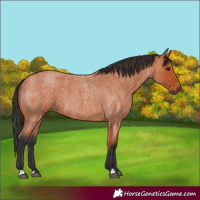 Horse Color:Unknown 