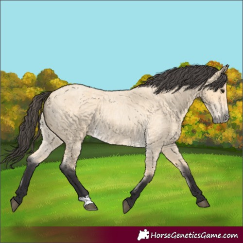 Horse Color:Buckskin Roan