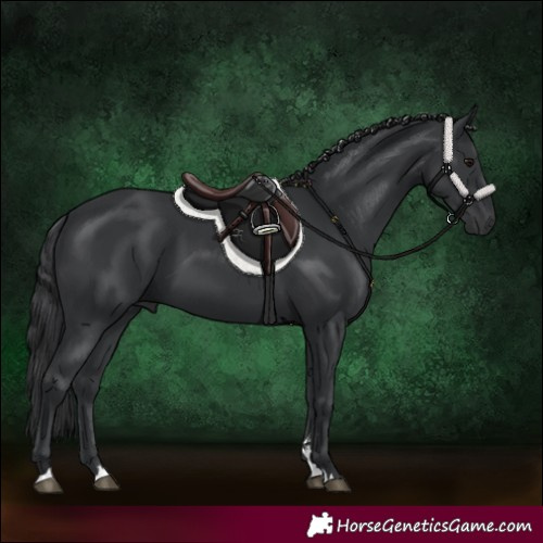 Horse Color:Black 