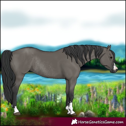 Horse Color:Grullo Rabicano 