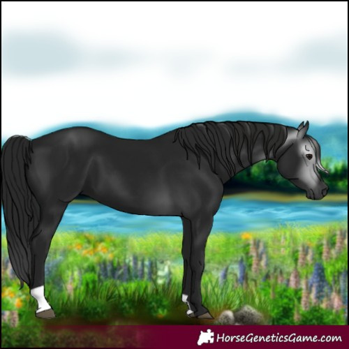 Horse Color:Gray Black