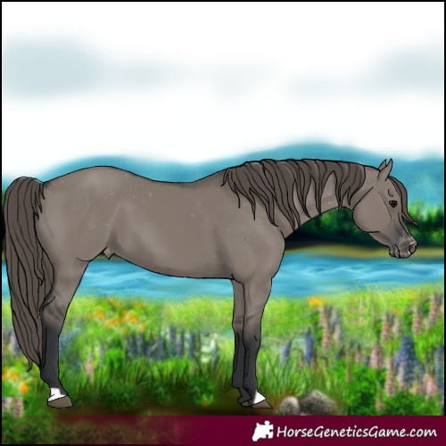 Horse Color:Grullo Blanket 