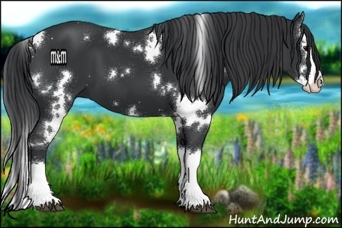 Horse Color:White Spotted Black Splash