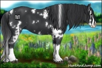 Horse Color:White Spotted Black Splash 