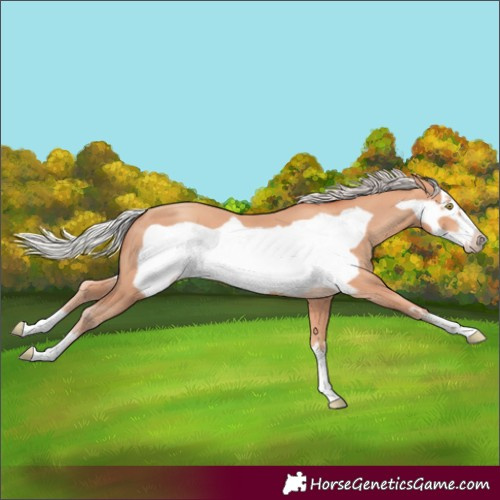 Horse Color:Unknown 