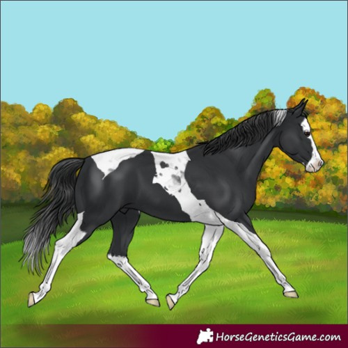 Horse Color:Black Splash Tobiano 