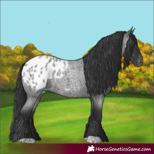Horse Color:Blue Roan Blanket