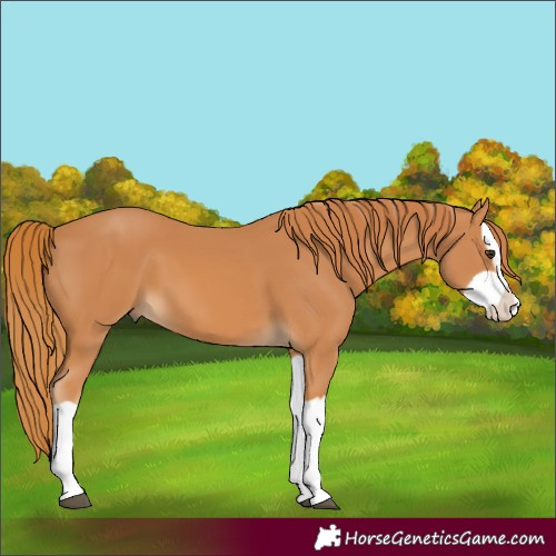 Horse Color:Chestnut Splash