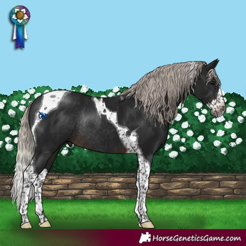 Horse Color:Gray Silver Brown Splash Tobiano Rabicano