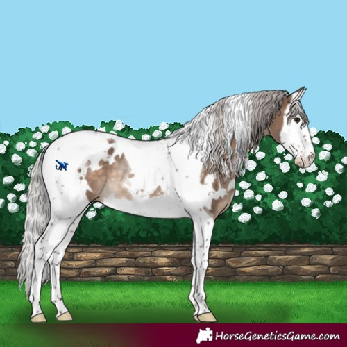 Horse Color:White Spotted Silver Brown Dun Splash Tobiano Rabicano 