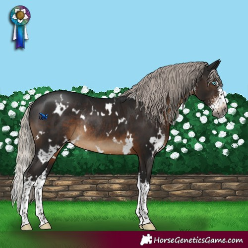 Horse Color:Gray White Spotted Silver Brown Sabino Splash Rabicano 