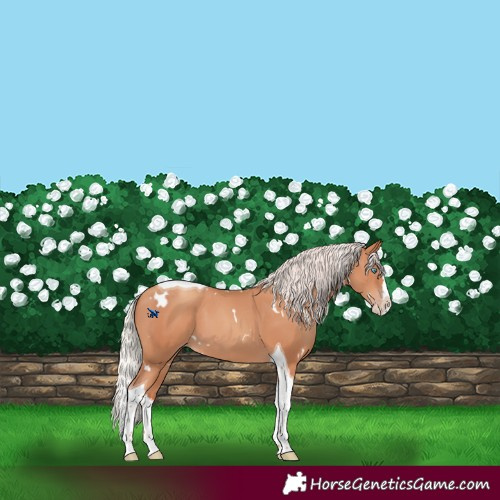 Horse Color:White Spotted Silver Classic Champagne Splash Tobiano