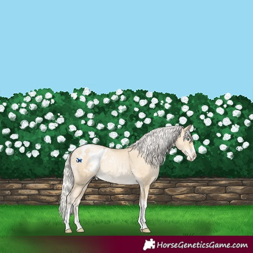 Horse Color:White Spotted Silver Sable Champagne Snowdrop Pearl Splash Tobiano Blanket 