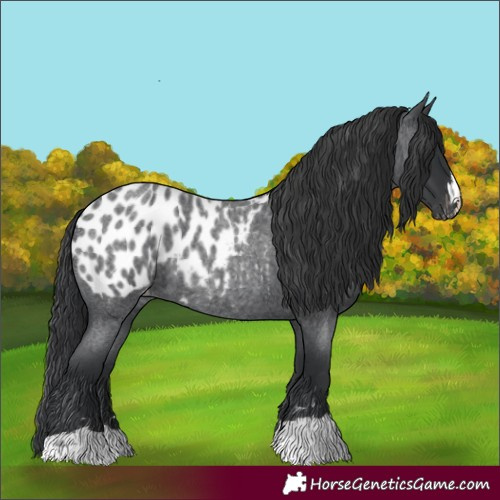 Horse Color:Blue Roan Near Leopard 