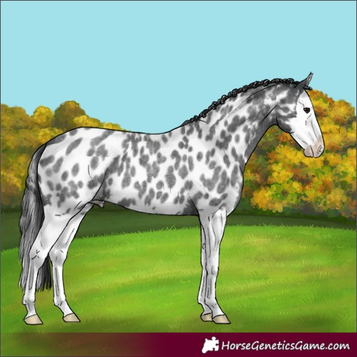 Horse Color:Blue Roan Splash Near Leopard 