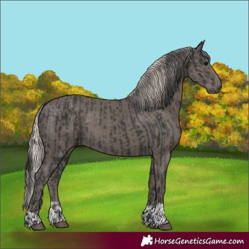 Horse Color:Black  and Silver Black 