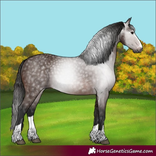 Horse Color:Gray Bay 