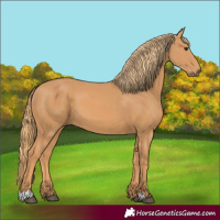 Horse Color:Unknown 