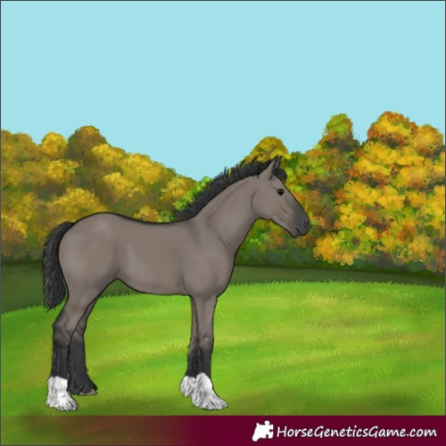 Horse Color:Grullo