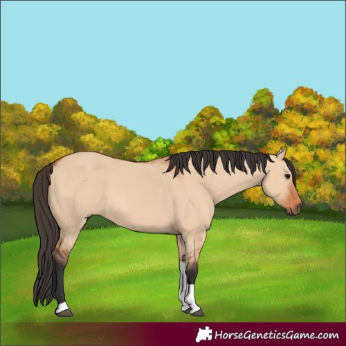 Horse Color:Bay Dun Tobiano