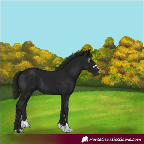 Horse Color:Gray Black
