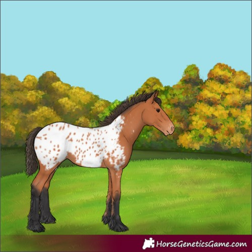 Horse Color:Bay Blanket 