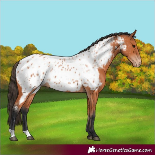 Horse Color:Bay Near Leopard 