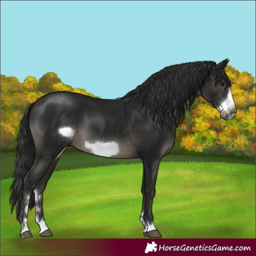 Horse Color:Gray Smoky Black Frame