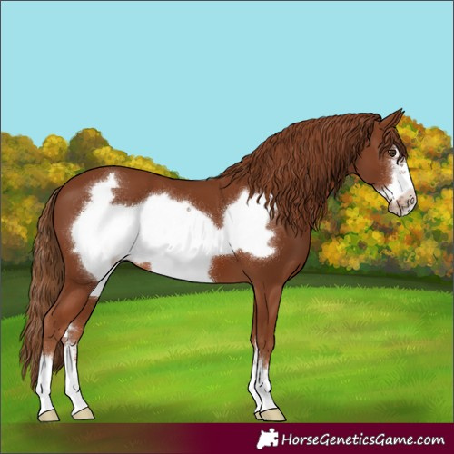 Horse Color:Chestnut Frame