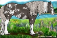 Horse Color:White Spotted Silver Black Splash 