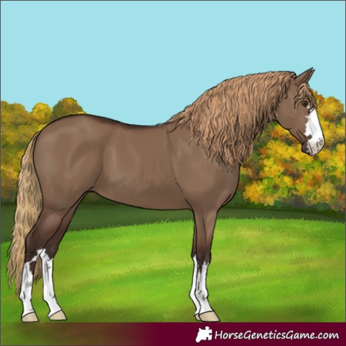 Horse Color:Liver Red Dun 