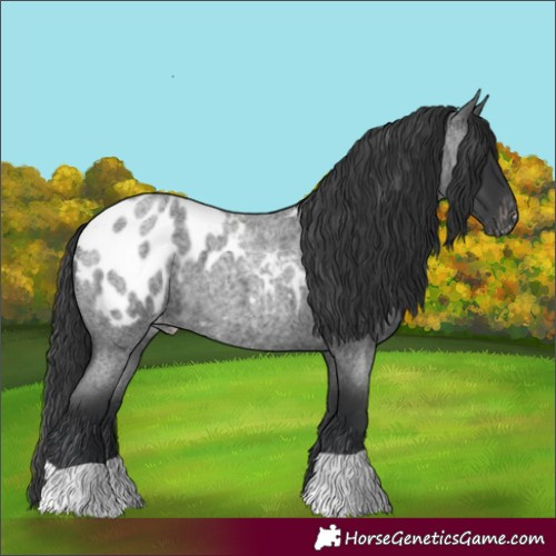 Horse Color:Blue Roan Blanket 