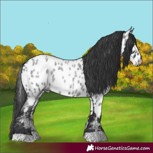 Horse Color:Blue Roan Near Leopard 