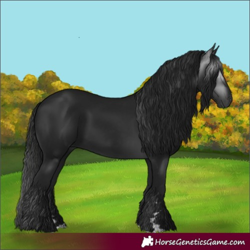 Horse Color:Gray Black 