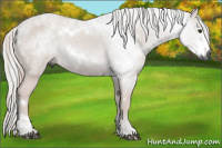 Horse Color:Gray White Spotted Liver Chestnut