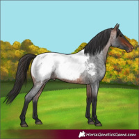 Horse Color:Bay Roan Near Fewspot Rabicano