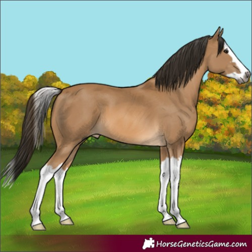 Horse Color:Gray Buckskin Splash