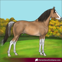 Horse Color:Gray Buckskin Splash