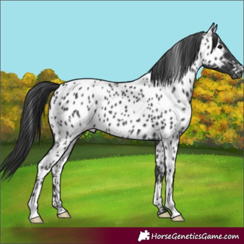 Horse Color:Black Near Leopard 