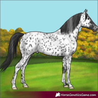 Horse Color:Black Near Leopard 