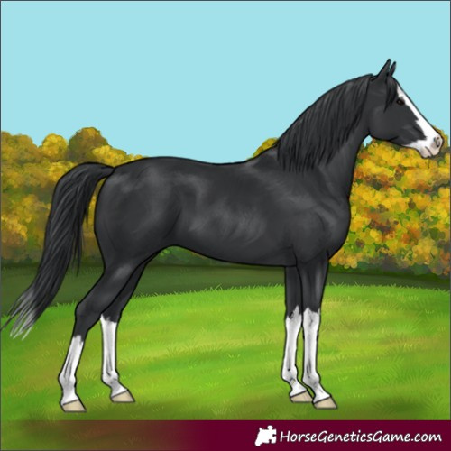 Horse Color:Black Splash 