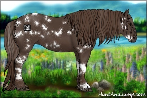 Horse Color:White Spotted Liver Chestnut