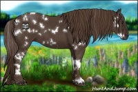 Horse Color:White Spotted Liver Chestnut 