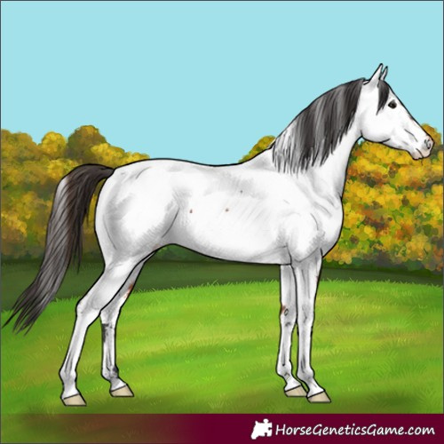 Horse Color:Bay Near Fewspot Rabicano