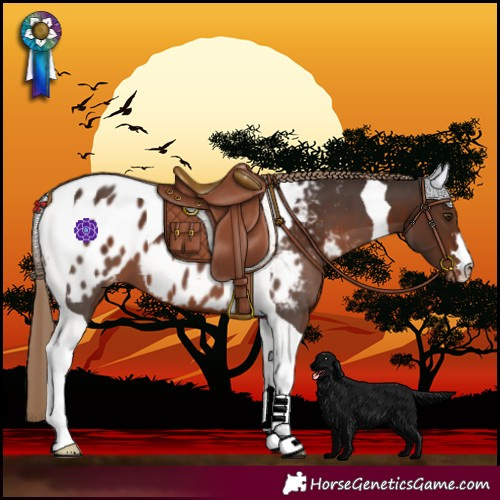 Horse Color:Liver Chestnut Tobiano Near Leopard